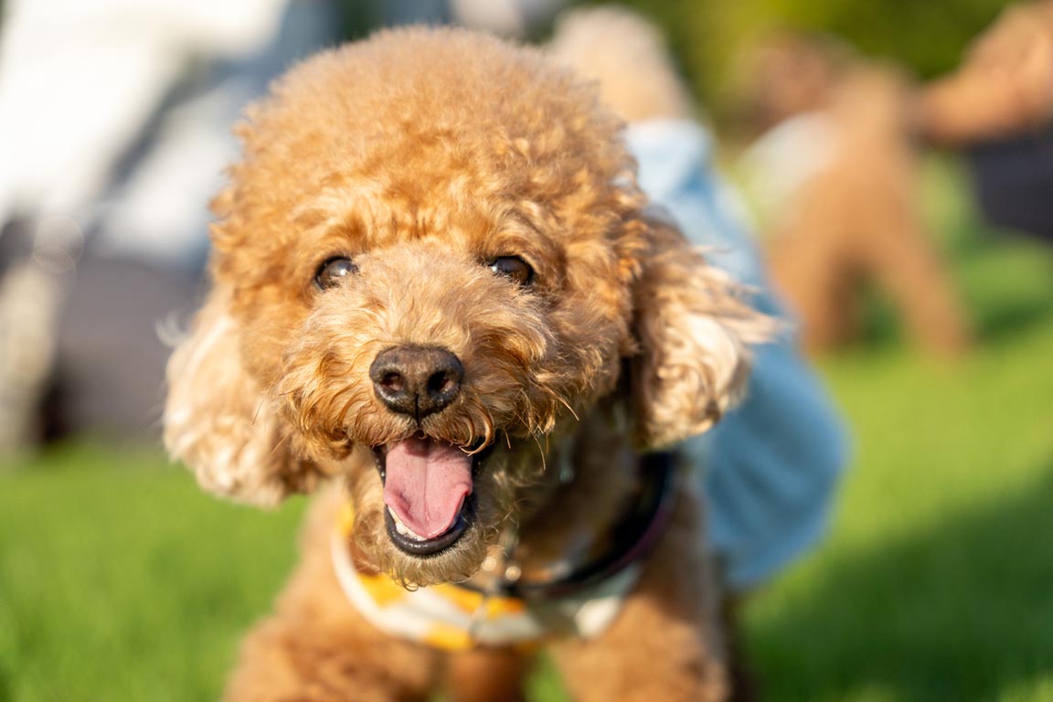 愛犬と一緒にグランピング